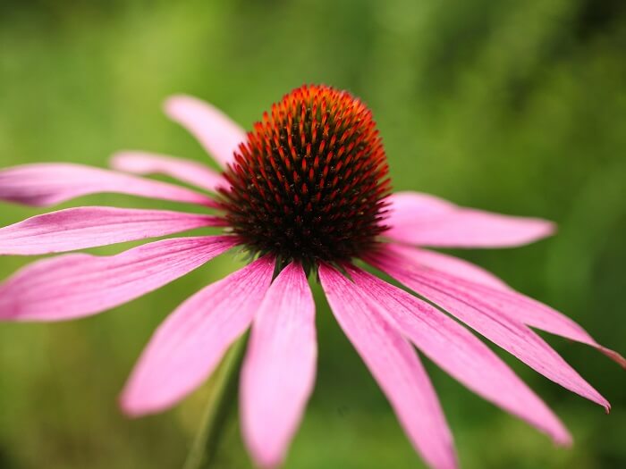 Echinacea purpurea Echinacea purpurea