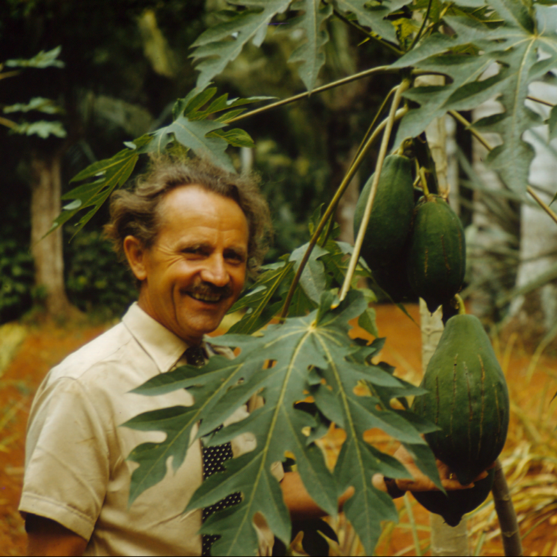 Alfred Vogel with a papaya tree