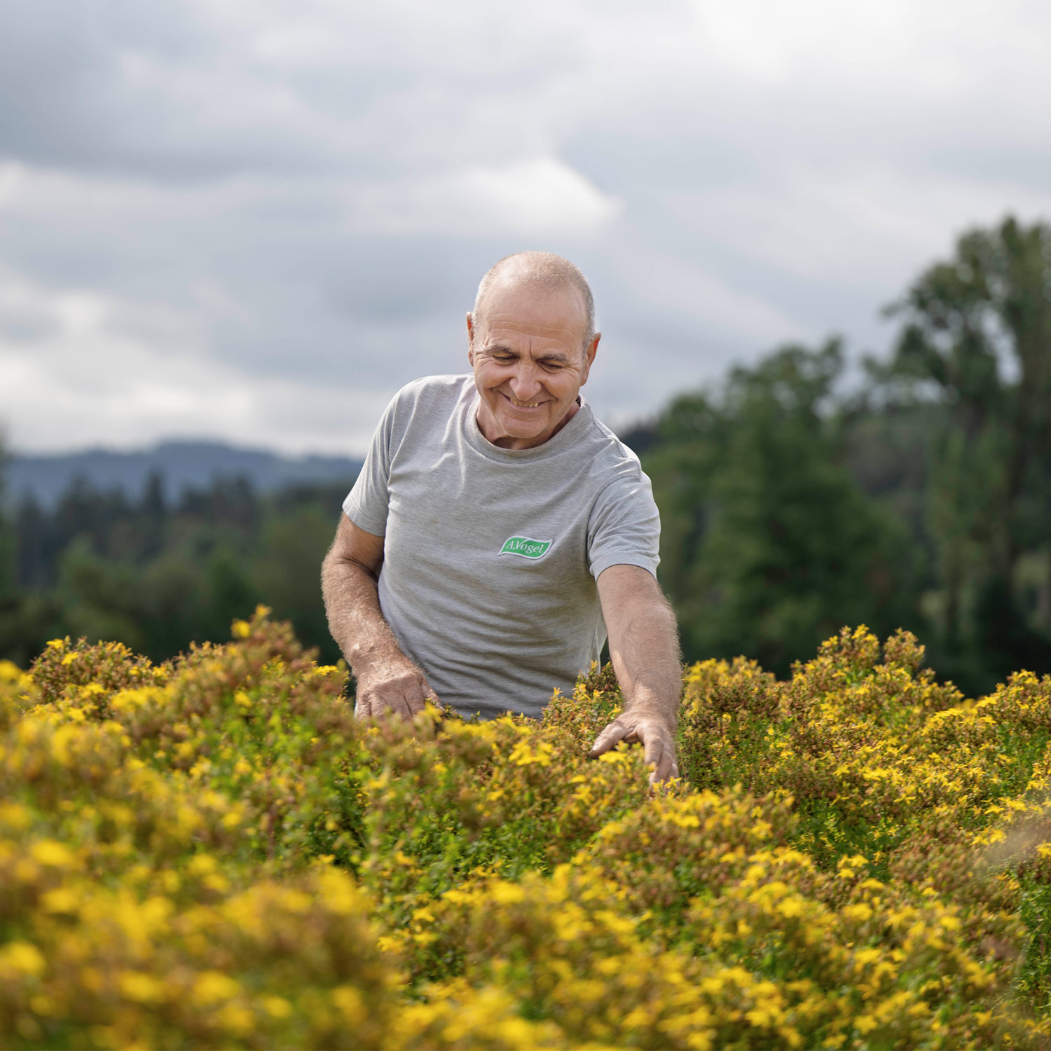 Gardener in a field of St. John's wort