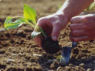 From fresh plants to A.Vogel produts From fresh plants to A.Vogel produts