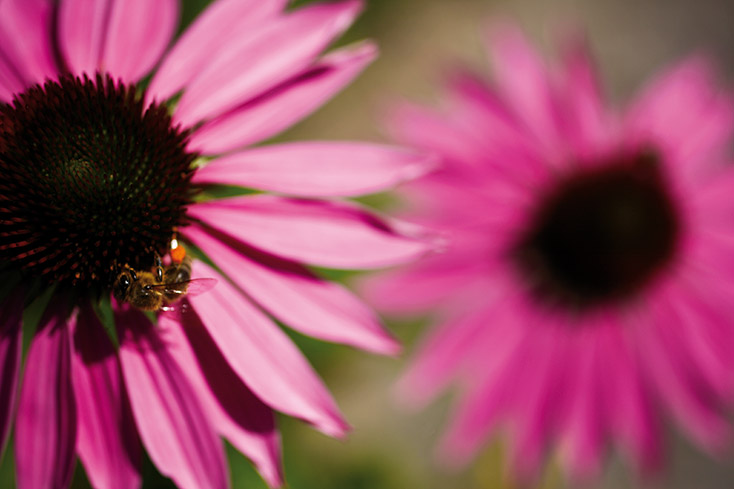 Echinacea with bee