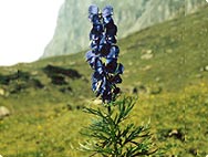 Aconitum napellus - Habitat