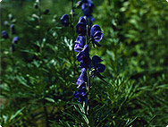 Aconitum napellus - Aconite