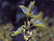 Aristolochia clematitis L. - Common Birthwort
