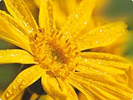 Arnica montana L. Arnica montana L.