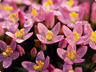 Centaurium erythraea - Centaury