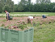 Centaurium erythraea - Preparation