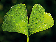 Memoriseren neus Lunch Ginkgo biloba L. | Ginkgo tree | Plant Encyclopaedia | A.Vogel