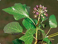 History and Uses of Common Ivy – Herbal Academy