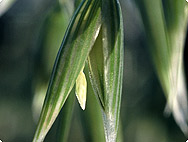 アベナサティバL. -植物の特性