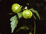 Cardiospermum Halicacabum L Balloon Vine Plant Encyclopaedia A Vogel