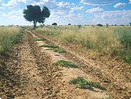 Harpagophytum procumbens - Botanical Characteristics