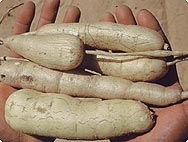 Harpagophytum procumbens - Preparation